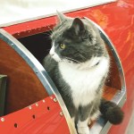 cat in cargo compartment listening for strange noises