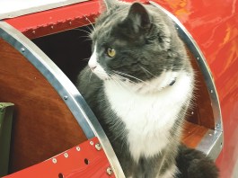 cat in cargo compartment listening for strange noises