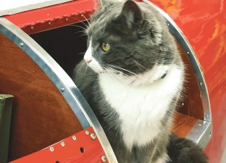 cat in cargo compartment listening for strange noises