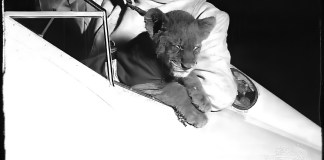 Roscoe Turner, a pilot who defined flamboyance with his waxed mustache, a uniform that included jodhpurs, and a pet lion named Gilmore that flew with him. [Credit: Associated Press]